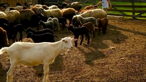 Schaffarm mit Schafen und Ziegen. Selektiver Fokus. — Stockvideo