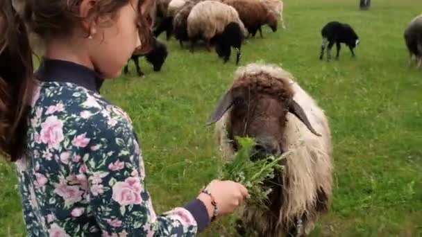 小女孩用青草喂羊.有选择的重点. — 图库视频影像