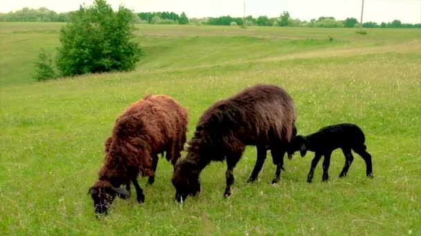 Ovce a kozy se pasou na pastvinách. Selektivní zaměření. — Stock video