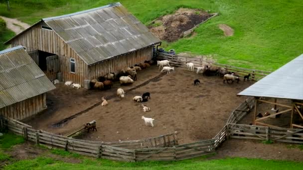 Koyun ve keçili koyun çiftliği. Seçici odak. — Stok video
