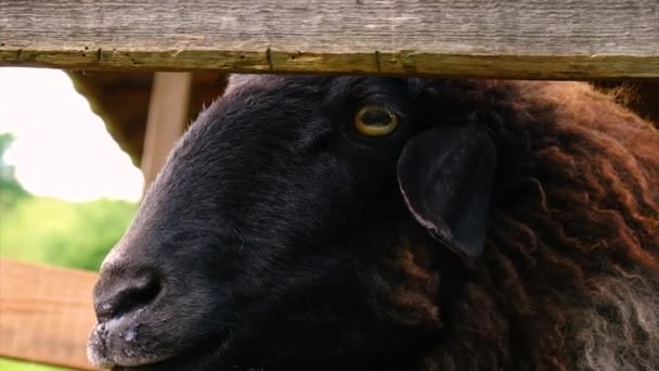 Овечья ферма с овцами и козами. Селективный фокус. — стоковое видео