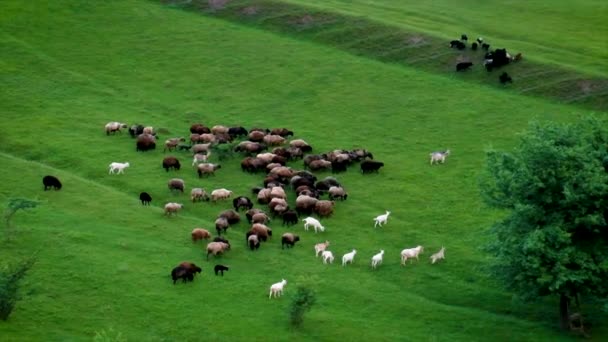羊和山羊在牧场上吃草.有选择的重点. — 图库视频影像