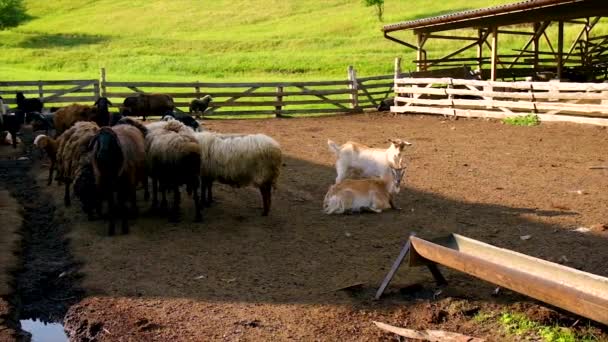 羊场，羊羊和山羊。有选择的重点. — 图库视频影像