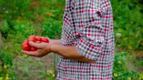 Çiftçi adam bahçede domates topluyor. Seçici odak. — Stok video
