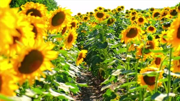 Een veld van bloeiende zonnebloemen. Selectieve focus. — Stockvideo