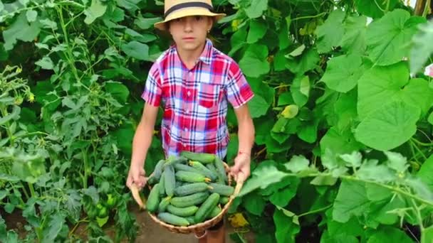 La cosecha de pepinos domésticos en las manos de un niño. Enfoque selectivo. — Vídeos de Stock