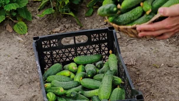 Harvest of domestic cucumbers. Selective focus. — Stock Video