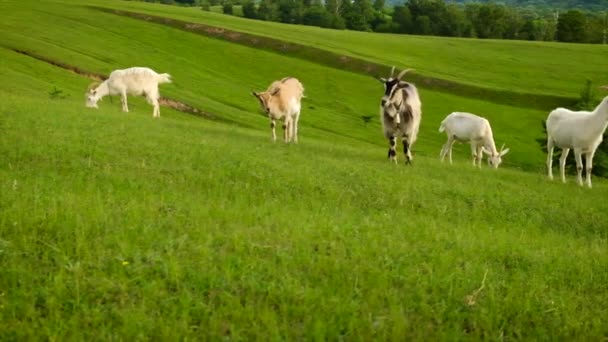 Ovce a kozy se pasou na pastvinách. Selektivní zaměření. — Stock video