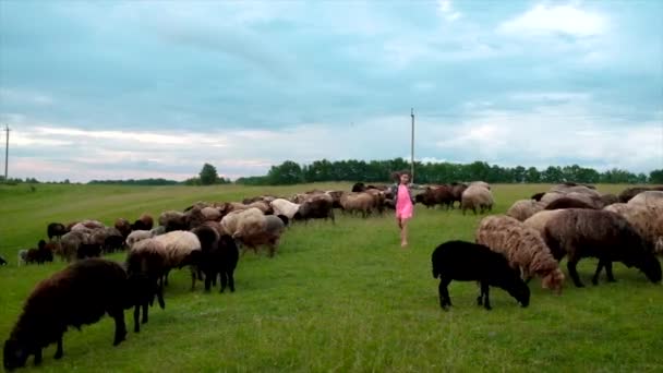 Holčička běhá s ovcemi na pastvině. Selektivní zaměření. — Stock video