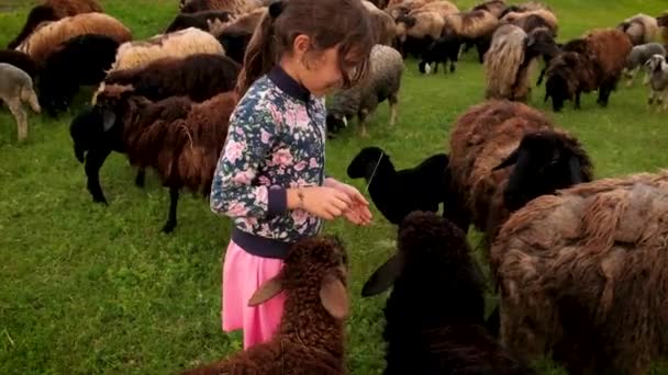 Een meisje voedt een schaap met gras. Selectieve focus. — Stockvideo