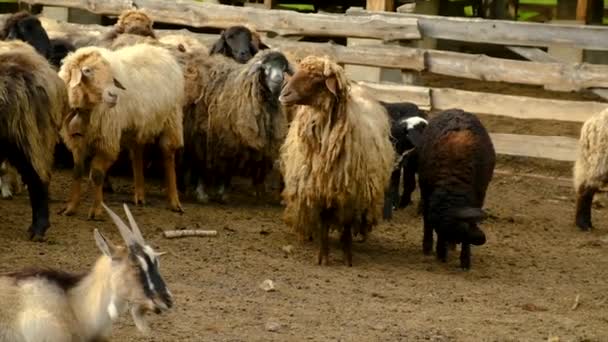 羊场，羊羊和山羊。有选择的重点. — 图库视频影像