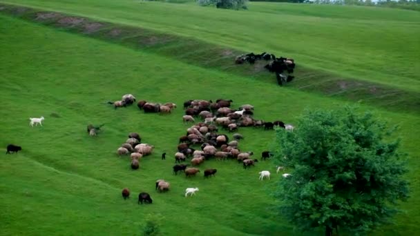 Owce i kozy pasą się na pastwisku. Skupienie selektywne. — Wideo stockowe