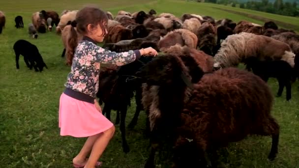 Holčička krmí ovce trávou. Selektivní zaměření. — Stock video