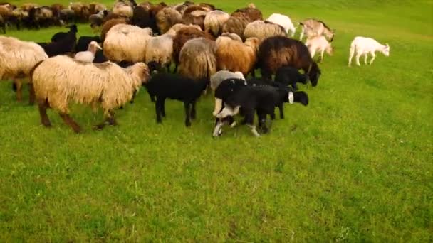 Schapen en geiten grazen in de wei. Selectieve focus. — Stockvideo