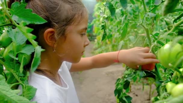 一个孩子在花园里收获西红柿.有选择的重点. — 图库视频影像
