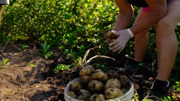 La gente raccoglie patate in giardino. Focus selettivo. — Video Stock