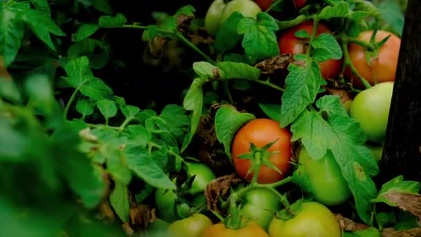Man farmer is harvesting tomatoes in the garden. Selective focus. — Stock Video