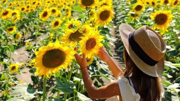 Ein Kind in einem Sonnenblumenfeld. Selektiver Fokus. — Stockvideo