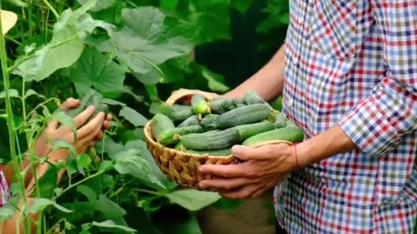 Harvest cucumbers in the hands of a child and a man. Selective focus. — Stock Video