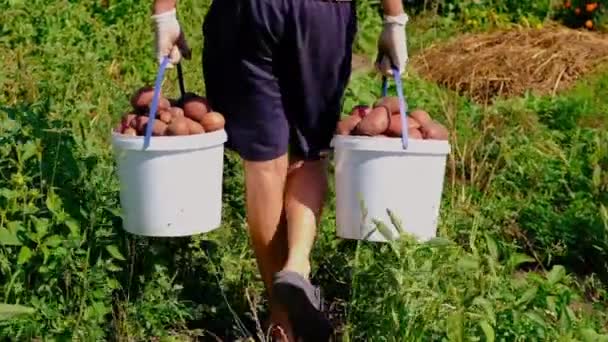 Az emberek krumplit aratnak a kertben. Szelektív fókusz. — Stock videók
