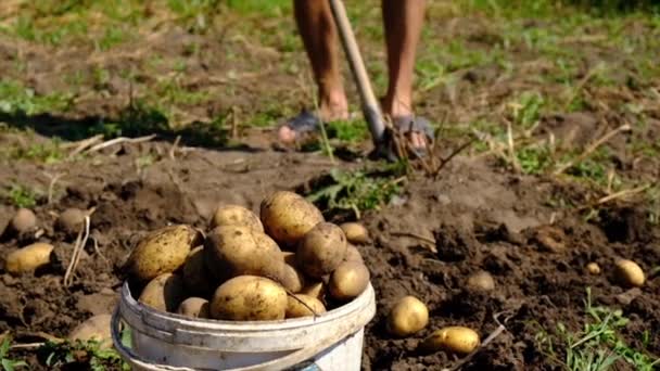 La gente cosecha patatas en el jardín. Enfoque selectivo. — Vídeo de stock