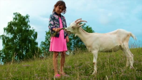 Una bambina nutre una capra d'erba. Focus selettivo. — Video Stock