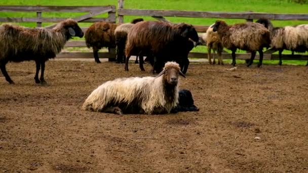 Овечья ферма с овцами и козами. Селективный фокус. — стоковое видео