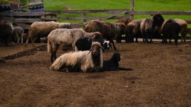 Birkafarm juhokkal és kecskékkel. Szelektív fókusz. — Stock videók