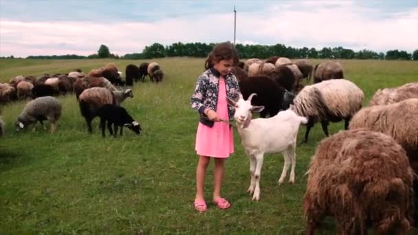 En liten flicka matar en get med gräs. Selektiv inriktning. — Stockvideo