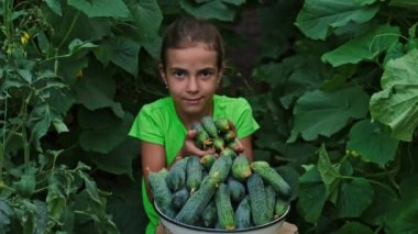 Bir çocuk ve bir adamın ellerinde salatalık hasat et. Seçici odak.