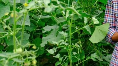 Salatalık hasadı erkek bir çiftçinin ellerinde. Seçici odak.