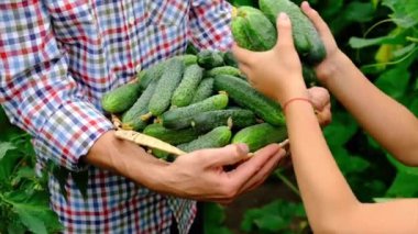 Bir çocuk ve bir adamın ellerinde salatalık hasat et. Seçici odak.