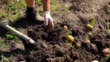 İnsanlar bahçede patates hasat ediyorlar. Seçici odak.