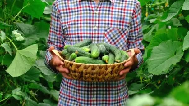 Врожай огірків в руках фермера. Вибірковий фокус . — стокове відео