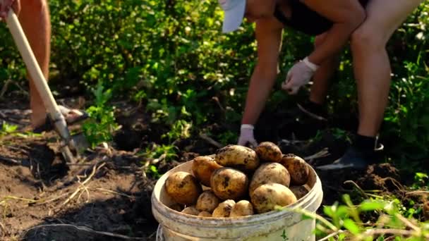 Folk skördar potatis i trädgården. Selektiv inriktning. — Stockvideo