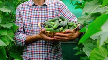 Salatalık hasadı erkek bir çiftçinin ellerinde. Seçici odak.