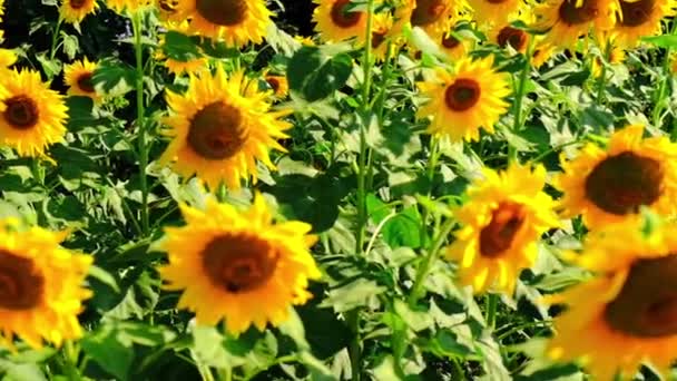 Een veld van bloeiende zonnebloemen. Selectieve focus. — Stockvideo