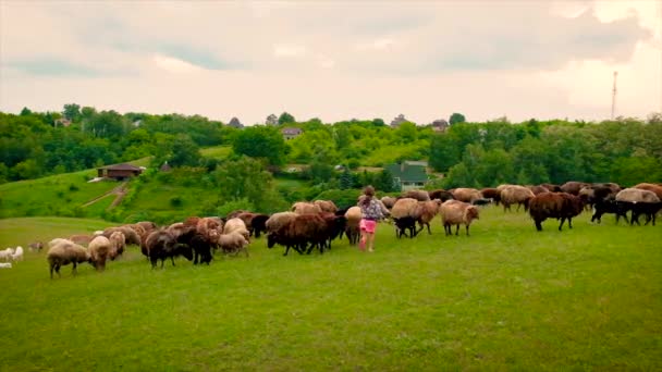 Девочка бегает с овцами на пастбище. Селективный фокус. — стоковое видео