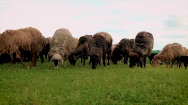 Ovčí farma s ovcemi a kozami. Selektivní zaměření. — Stock video