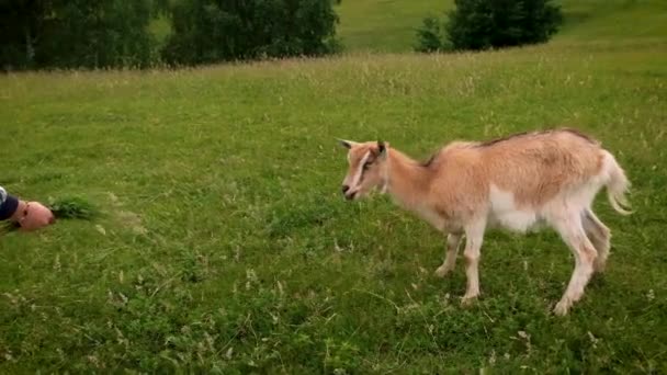 Een meisje voedt een geit met gras. Selectieve focus. — Stockvideo