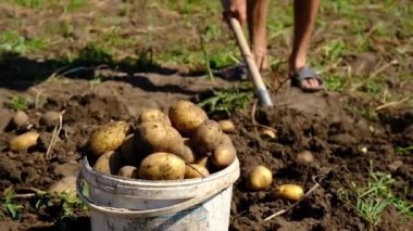 İnsanlar bahçede patates hasat ediyorlar. Seçici odak.