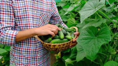 Salatalık hasadı erkek bir çiftçinin ellerinde. Seçici odak.