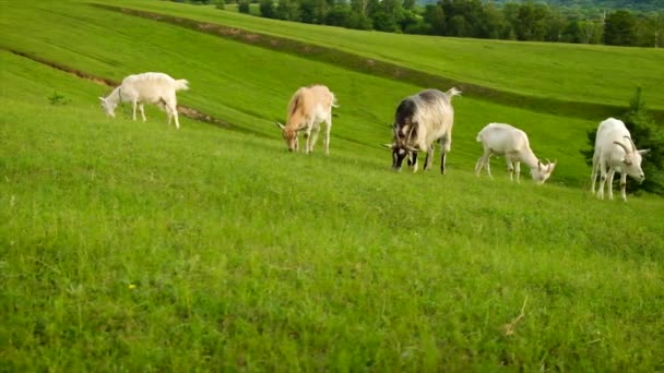 Schapen en geiten grazen in de wei. Selectieve focus. — Stockvideo