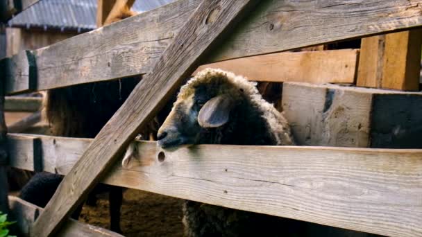 Granja de ovejas con ovejas y cabras. Enfoque selectivo. — Vídeo de stock