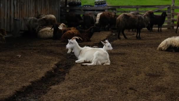 Granja de ovejas con ovejas y cabras. Enfoque selectivo. — Vídeo de stock