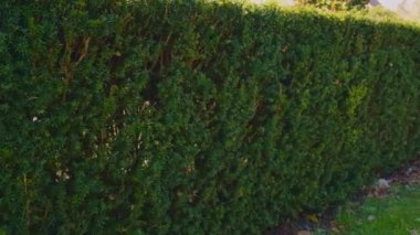 Çalılardan yapılmış yeşil çitler. Seçici odak.