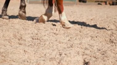 Çiftlikteki atlar dört nala koşuyor. Seçici odak.