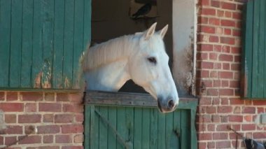 Çiftlikteki atlar dört nala koşuyor. Seçici odak.