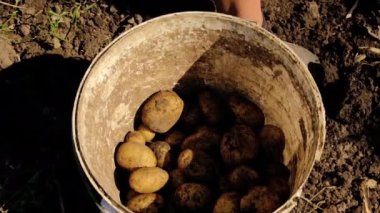 İnsanlar bahçede patates hasat ediyorlar. Seçici odak.