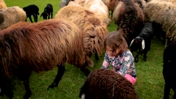 Seorang gadis kecil memberi makan domba dengan rumput. Fokus selektif. — Stok Video